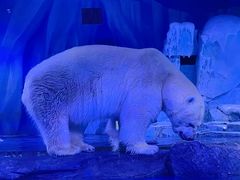 -上海海昌海洋公园