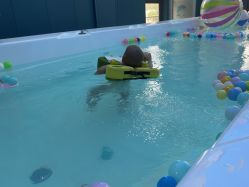 -蓝鲸快乐宝贝婴童游泳馆(南飞鸿十年城店)