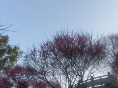 -重庆彩云湖湿地公园