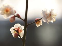 -鹫峰国家森林公园