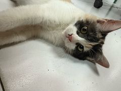 -达爱动物医院·犬猫分区·CT·复杂眼科(远洋山水分院)