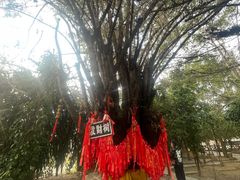 -瑞丽独树成林风景区