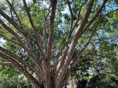-中国科学院西双版纳热带植物园