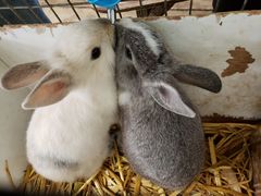 -宫城藏王狐狸村