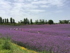 -紫颐香薰山谷景区