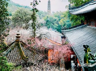 浙江小京都！这颗1400多年的隋梅开花了！