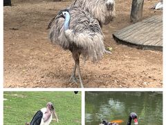 -广州长隆野生动物世界