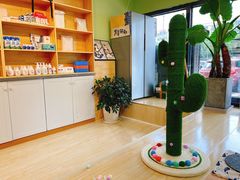 -猫十亿·布偶金渐层·曼基康矮脚猫舍(青年路店)