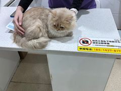 -萌兽医馆·宠物医院·猫骨科(创景店)