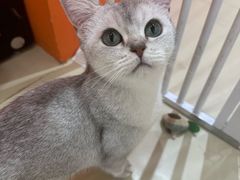 -三花喵·撸猫购宠·宠物生活馆(虹桥南丰城店)