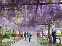 -嘉定紫藤园