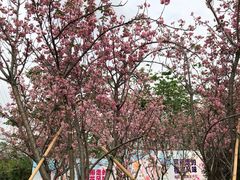 -天适樱花悠乐园