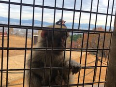 -岚山猴子公园