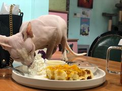 -猫小院猫主题餐厅(三里屯店)