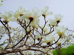 -朝阳公园