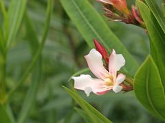 -广西壮族自治区药用植物园