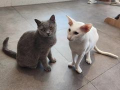 -飞行喵MR PILOT|猫舍·猫咖(静安大融城店)