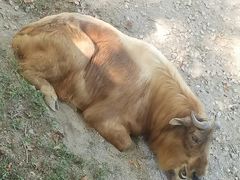 -上海动物园(地铁站)