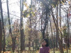 -合肥滨湖国家森林公园