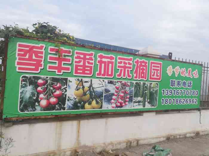 季丰园艺小番茄采摘园-"前段时间放假无聊,就去摘草莓番茄了,草莓.