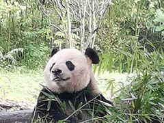 -都江堰中华大熊猫苑