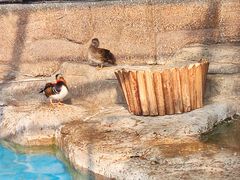 -海合安成都极地海洋公园