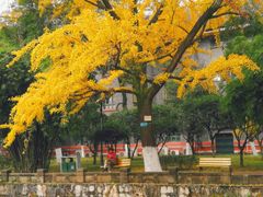 -四川大学(华西校区)