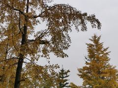 -四川大学(望江校区)