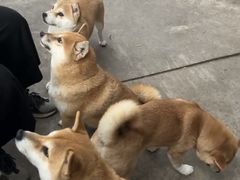 -柴犬高等学院·狗咖·柴犬售卖·宠物训练