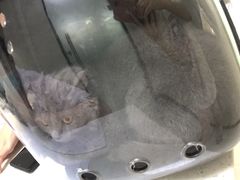 -思宇宠物医院
