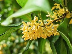 -亭林园-华藏寺