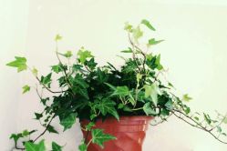 点击看大图 植物-T8 SALON