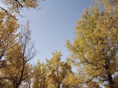 -金塔沙漠胡杨林景区