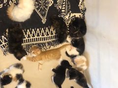 -平行世界·猫咖(首经贸店)