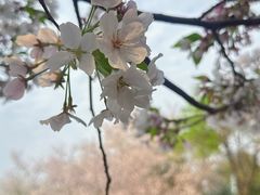 -武汉大学-樱园