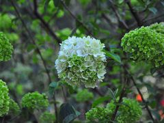 -铁山坪森林公园