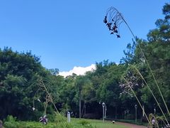 -金鸡山公园