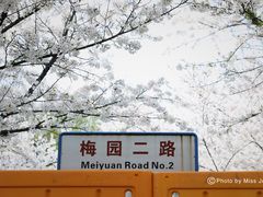 -武汉大学-樱园