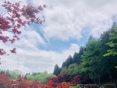 -四明山国家森林公园