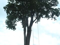 -大树秋千