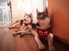 -Husky Go! 哈士奇体验馆·宠物咖啡厅狗咖