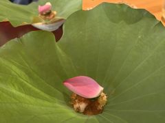 -炎橘·板前料理 Omakase
