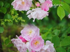 -贵州省植物园