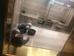 -飞行喵MR PILOT|猫舍·猫咖(静安大融城店)