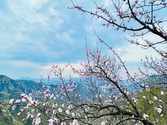 -大岭沟猕猴桃谷风景区