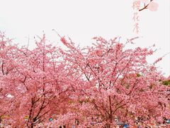 -顾村公园