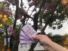 -嘉定紫藤园