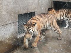 -西安秦岭野生动物园