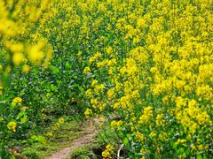 -桑洲油菜花景区