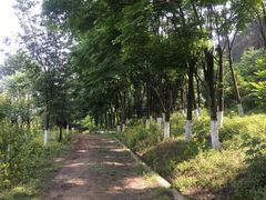 -铁山坪森林公园